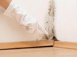 Why You Should Choose Our Mold Remediation Services in West Easton, PA